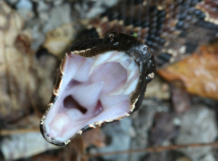 Western Cottonmouth